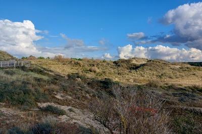 Entretien participatif de la dune  Merlimont