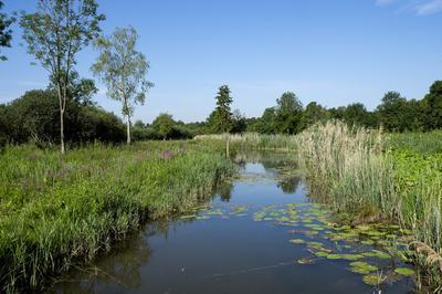 Explorez un marais mlant histoire et biodiversit  Saint Leonard