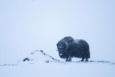 Le Vivant Autrement, Histoires d'Alaska  Dijon