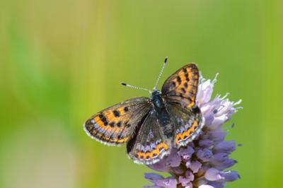 Exposition Le Parc terre de Pollinisation  Murat