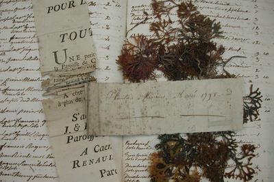 Exposition : Les Herbiers De L'universit De Caen Normandie