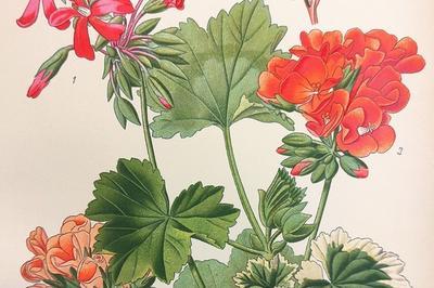 Exposition livres et plargoniums : illustration d'un patrimoine horticole  Paris 7me