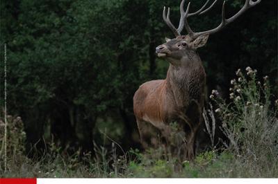 Exposition Photos Au Coeur de la Faune Sauvage  Tarbes