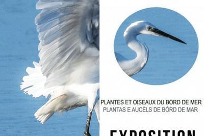 Exposition Plantes Et Oiseaux De Bord De Mer  Gruissan
