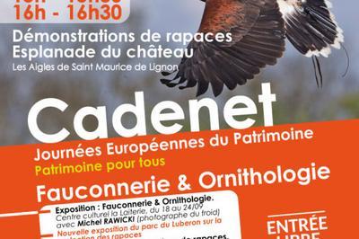 Fauconnerie Et Ornithologie  Cadenet