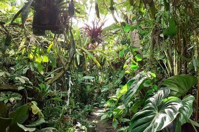 Visite d'un jardin priv tropicale et quatoriale  Cayenne