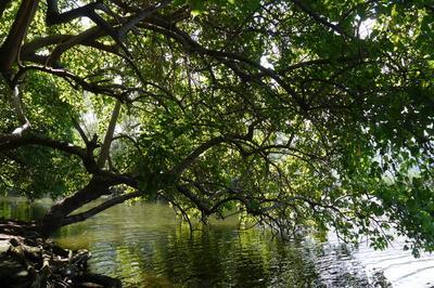 La sub-mangrove, une fort rare  Saint Paul