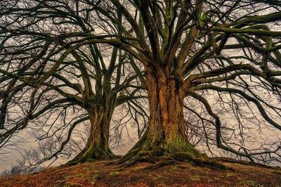 La vie mystrieuse des arbres et des plantes  Angers