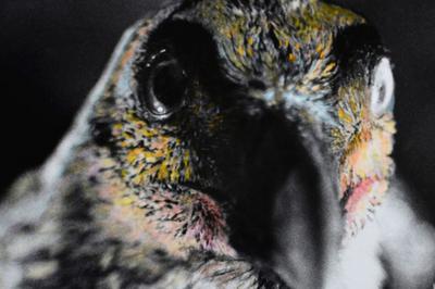 Le Silence des Oiseaux, exposition photographique de Marie Frcon  Gagnac sur Garonne