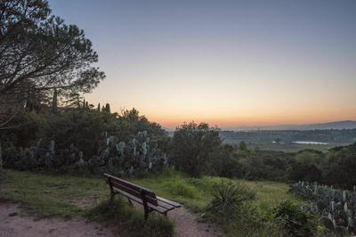 Les arbres de demain  Frejus