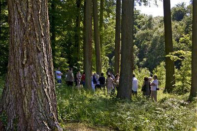 Les arbres fabuleux : promenade découverte dans le parc du prieuré à Cons la Grandville