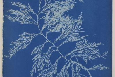 Les Cyanotypes D'algues D'anna Atkins Ou L'obstination D'une Pionnière De La Photographie à Paris 5ème