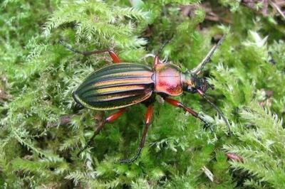 Les explorateurs du minuscule  Balade par le-de-France Nature  Ecouen