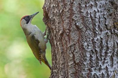 Les oiseaux du lac Daumesnil au bois de Vincennes  Paris 12me