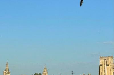 Les oiseaux migrateurs  Avignon