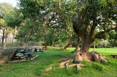 Les plantes et les arbres parlent aux Hommes, par Franck Angeli, guide-confrencier  Bastia