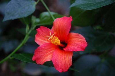 Les serres tropicales, un sanctuaire pour les plantes en danger  Brest