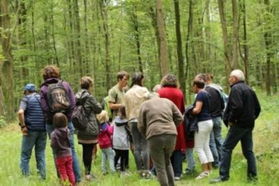 Levez les yeux ! Parcours dcouverte en milieu forestier  Montfiquet