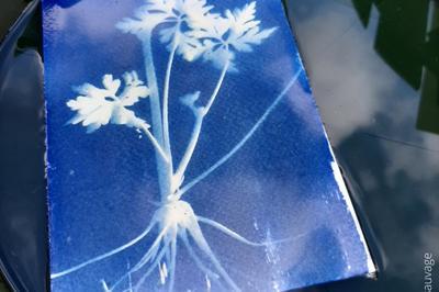 Ma photo en cyanotype  Angers