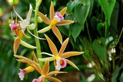 Mille et une orchides, Grandes Serres, Musum national d'Histoire naturelle  Paris 5me
