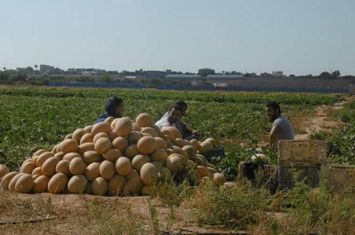 Palestine, les graines de la rsistance. Solidarit avec les paysans sous blocus  La Rochelle