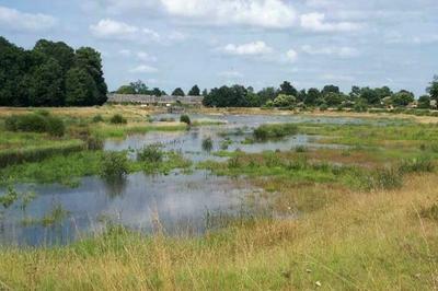 Participez  la randonne  Le Bourgailh   Pessac