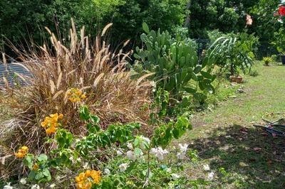 Patrimoine et  Mmoire des plantes endmiques de Guadeloupe  Le Moule