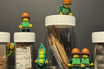 Petite histoire de la biodiversit : quand les Lego s'en mlent !  Nice