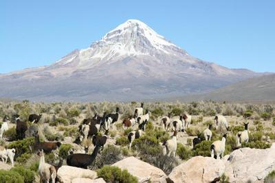 Plante Voyage Les Dieux De L'altiplano  Macon