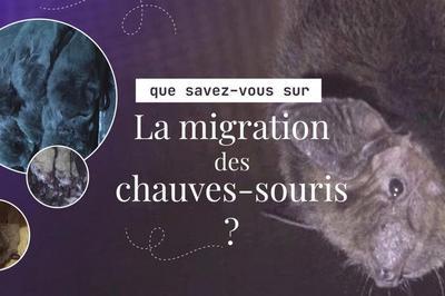 Projection documentaire : La migration des chauves-souris  Besancon