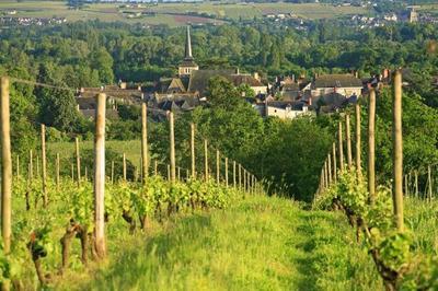 Promenade dans un paysage vivant pour un vin d'exception  Savennieres