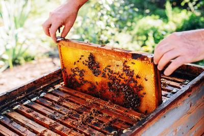Sensibilisation Au Mtier D'apiculteur  Frejus
