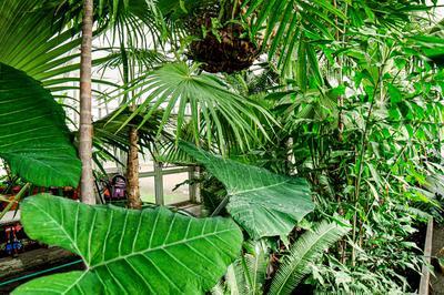 Serres d'agronomie tropicale du Grand Blottereau  Nantes