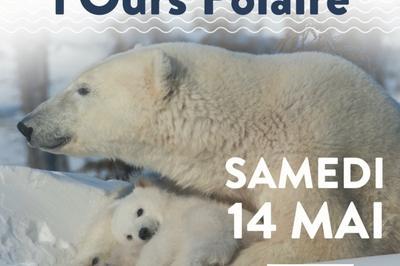 Soire Spciale Thmatique : Les Mtamorphoses De L'ours Polaire  Bordeaux