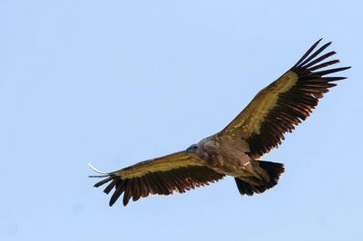 Venez observez les grands rapaces au chteau !  Cucugnan