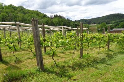 Visite commente de la vigne associative et dgustation  Soudaine Lavinadiere