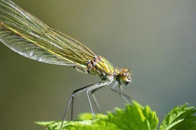 Visite commente des Marais de Sacy  Saint Martin Longueau