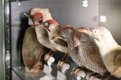 Visite Commente Du Muse Ornithologique Charles Payraudeau  La Chaize le Vicomte
