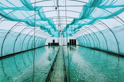 Visite d'Etika Spirulina, une ferme urbaine 	hique et 	htonnante !  Villeneuve d'Ascq