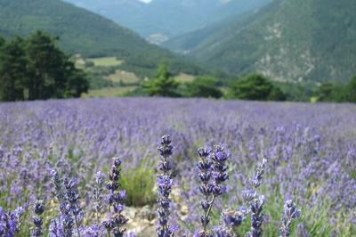 Visite de la distillerie de lavande  La Faurie