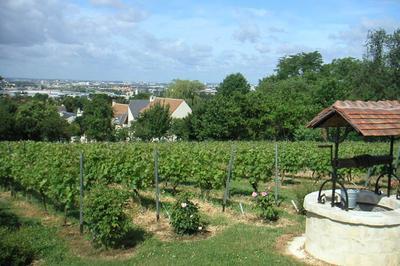 Visite des vignes de Sucy à Sucy en Brie
