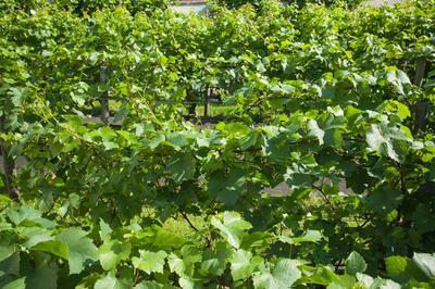 Visite des vignes et de la grange de clamart  Clamart