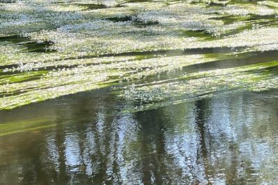 Visite du parc du moulin Jaccot  Deux Rivires