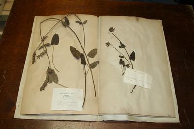 Visite exceptionnelle de l'herbarium du jardin botanique  Bordeaux