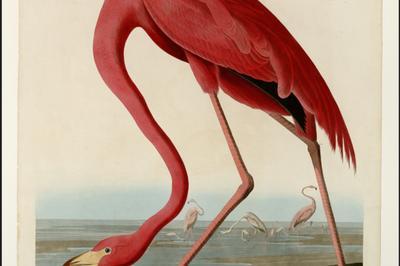 Visite exposition : Jean-Jacques Audubon, Birds of America  Niort