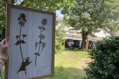 Visite guidée à la découverte des plantes sauvages médicinales des jardins du kaléidoscope à Le Petit Quevilly