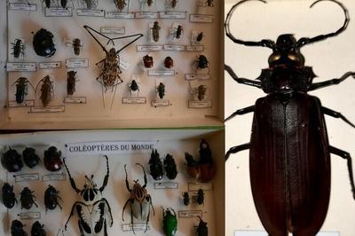 Visite guide de la salle des insectes  Broglie