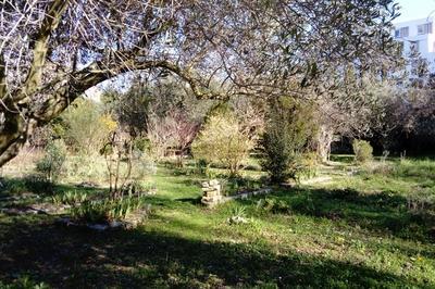 Visite guide des arbres remarquables du parc Bortoli  Marseille