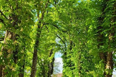 Visite guide des jardins et de l'atelier du peintre  Labastide du Vert