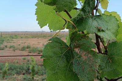 Visite guide du clos des Vignes  Bercheres les Pierres